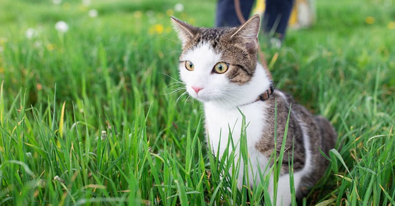 Die 4 Besten Katzenleinen (2024) Im Test!