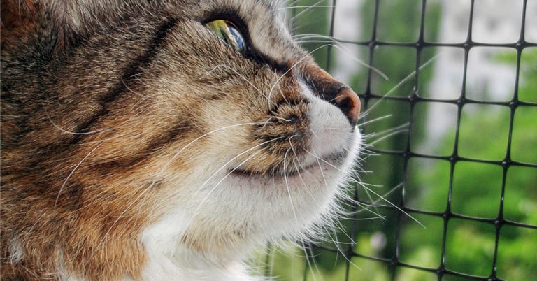 Die 3 Besten Katzenschutznetze (2024) im Test!