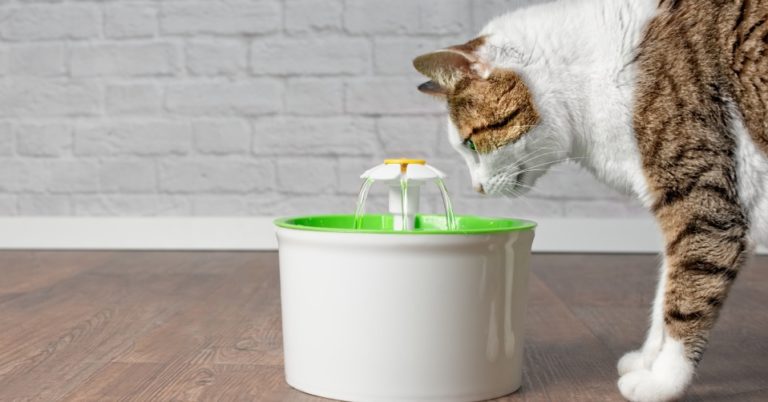 Trinkbrunnen für Katzen – Lohnt sich die Anschaffung?