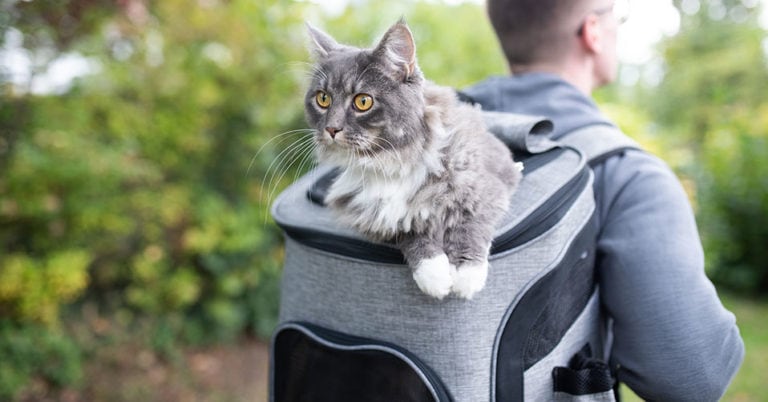 Die 4 Besten Katzenrucksäcke (2024) im Test!