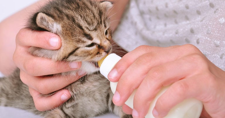 Die 3 Besten Katzenaufzuchtmilch (2024) im Test!