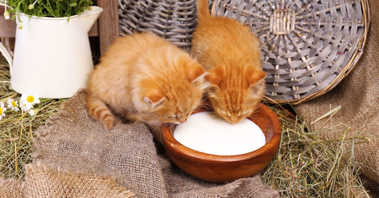 Die 3 Besten Katzenmilch (2024) im Test!