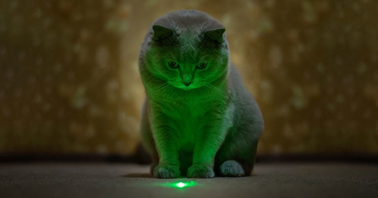 Die 5 Besten Laserpointer für Katzen (2024) im Test!