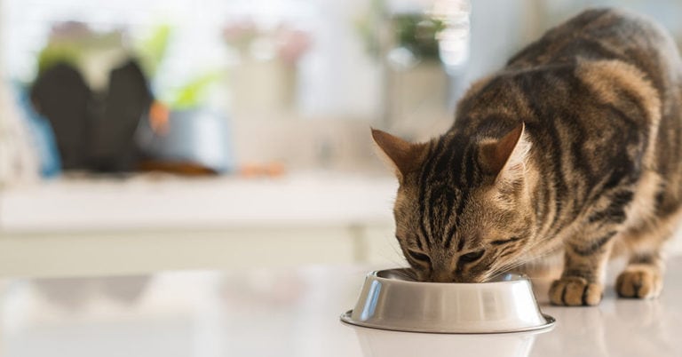 Die 5 Besten Hypoallergenen Katzenfutter (2023) im Test!