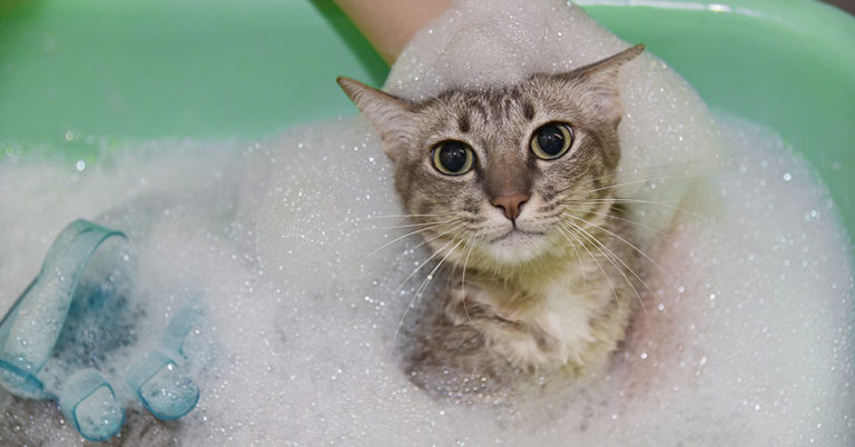 Die 3 Besten Katzenshampoos (2024) im Test!