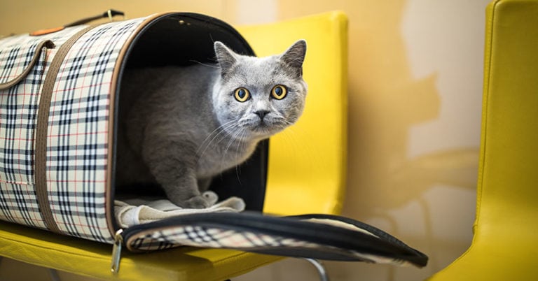 Die 4 Besten Transporttaschen Für Katzen (2024) Im Test!