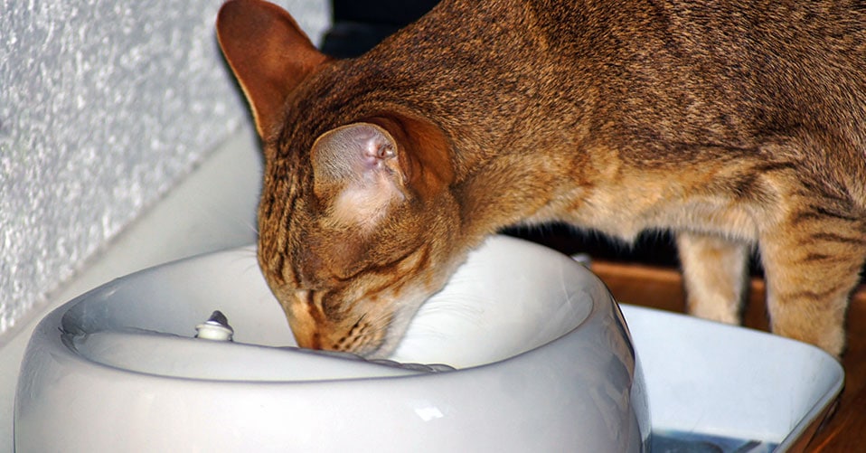 Super Leise Wasserpumpe Pumpe für Katzen Hunde Haustier Trinkbrunnen  Ersatzpumpe