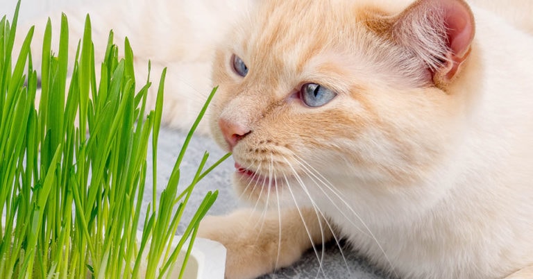 Die 4 Besten Katzengras-Produkte(2024) Im Test!