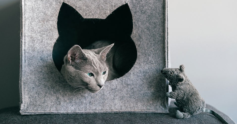 Kuschelhöhle für Katzen – Die 15 besten Produkte im Vergleich