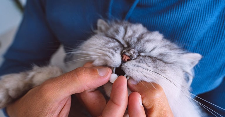 Die 3 Besten Tabletteneingeber für Katzen (2024) im Test!