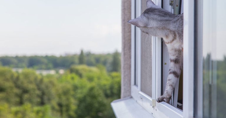 Die 5 Besten Fensterschutze für Katzen (2023) Im Test!