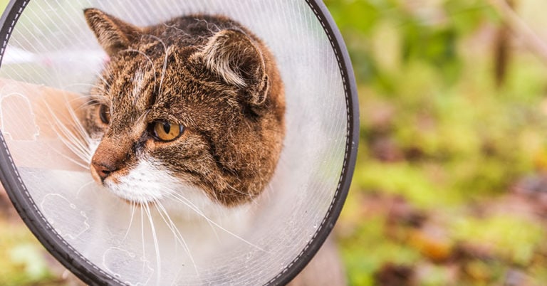 Die 3 Besten Halskrausen für die Katze (2024) im Test!