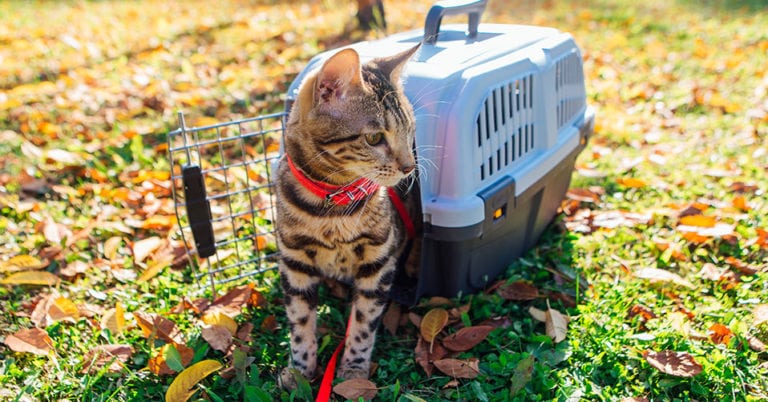 Die 4 Besten Katzengeschirre (2024) Im Test!