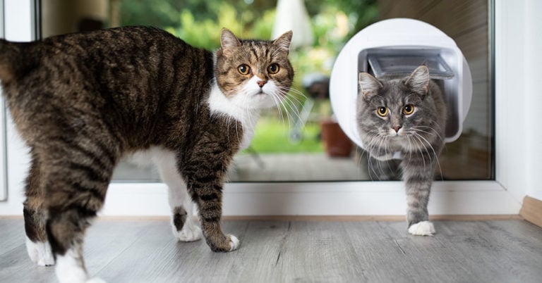 Die 3 Besten Katzenklappen für Fenster (2024) im Test!