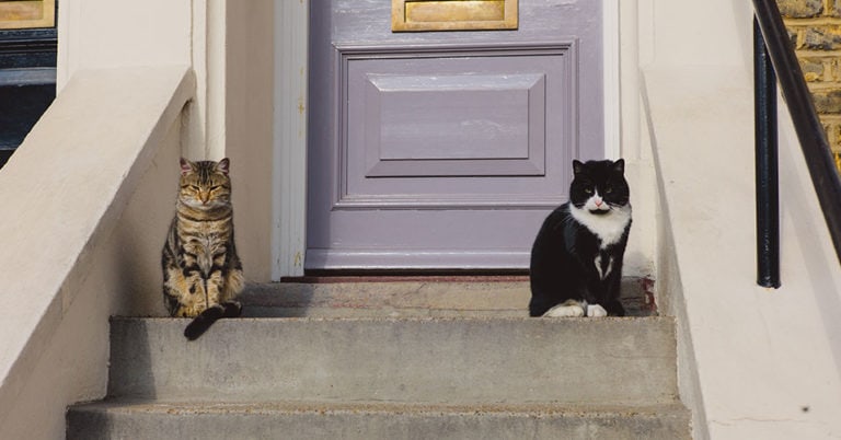 Die 3 Besten Katzenklingeln (2024) im Test!