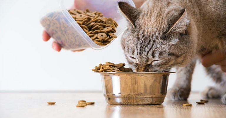 Die 3 Besten Nierenfutter für Katzen (2024) Im Test!