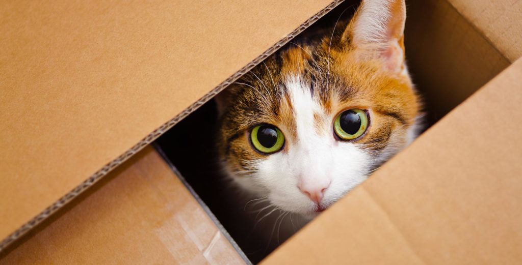 Vitamin B für Katzen – Wichtig für Gesundheit und Wohlbefinden ...