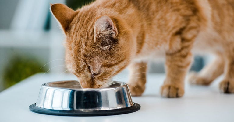 Die 3 Besten Katzenbrunnen aus Keramik (2024) im Test