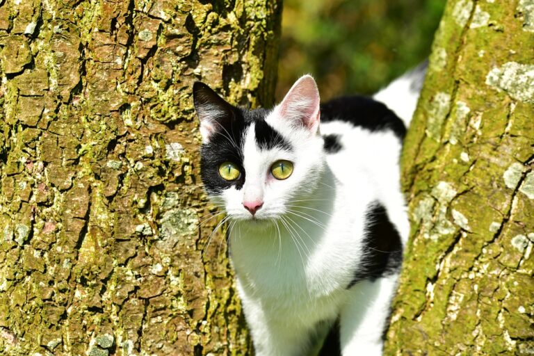 cat, pet, tree