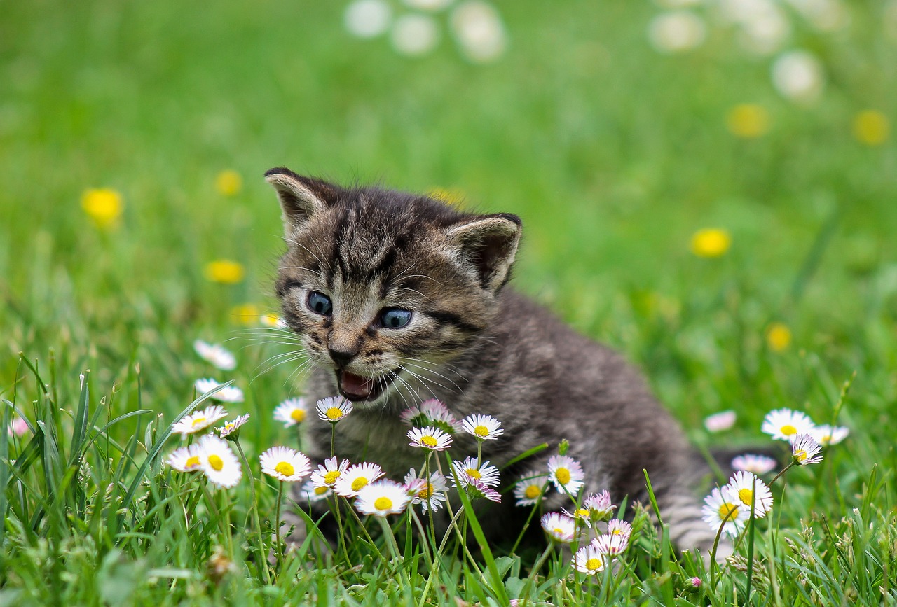 kitty, playful, nature