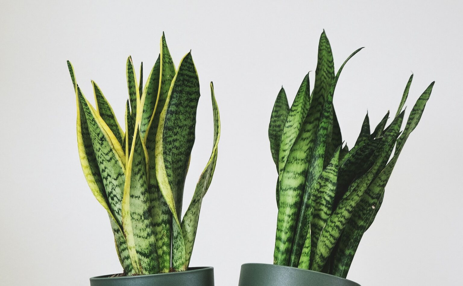 Ist Bogenhanf (Sansevieria) giftig für Katzen?