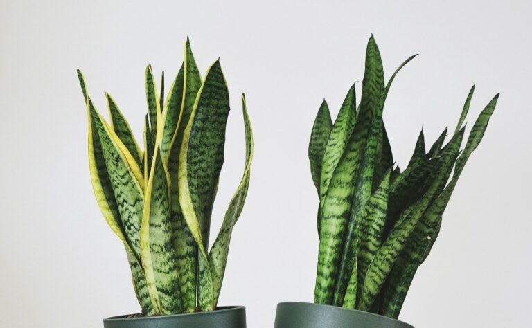 Ist Bogenhanf (Sansevieria) giftig für Katzen?