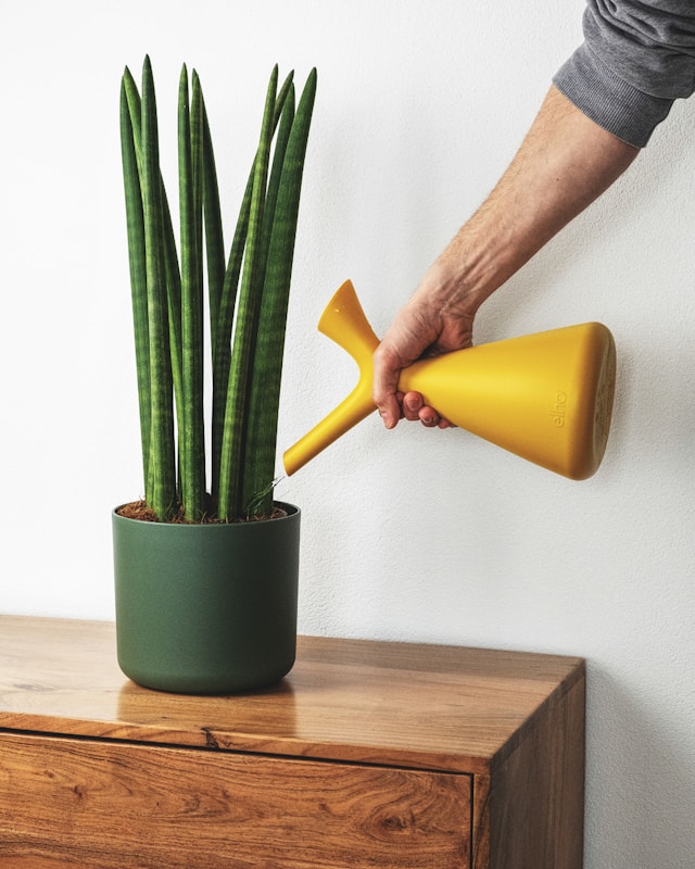 Ist Bogenhanf (Sansevieria) giftig für Katzen?