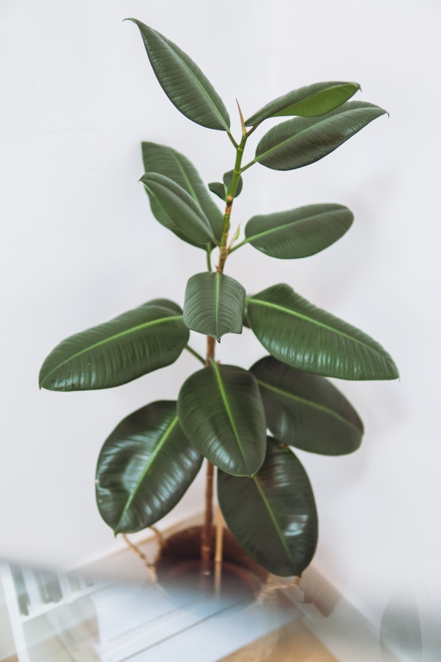 Ficus Fur Katzen Giftig