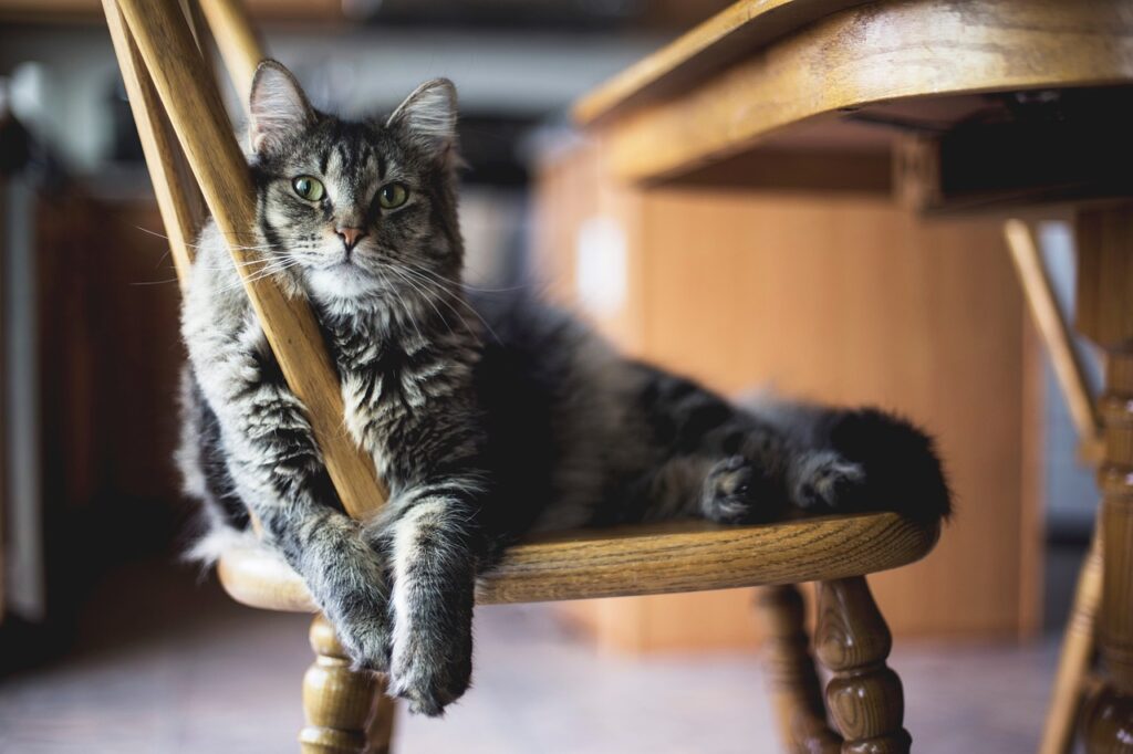 animal, nature, cat, feline, mammal, pet, species, fauna, fur, whiskers