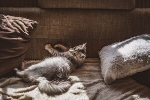 Liegeplätze der Katzen sollten gereinigt werden, wenn die Katze Würmer hatte.