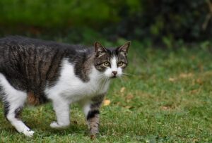 Freigänger-Katzen haben ein hohes Risiko, sich mit Würmern zu infizieren.
