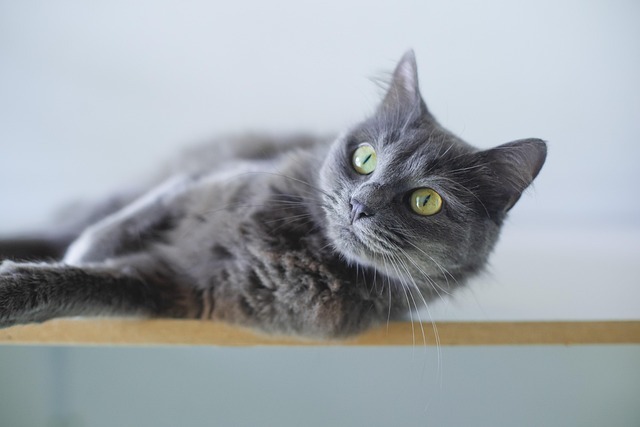 Katze stirbt nach Wurmkur