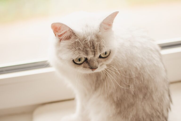 katzen, british short hair, cat, nature, mieze, british, sweet, cute, animal, portrait, bkh, furry, head, big eyes, silver shaded, kitty, pet