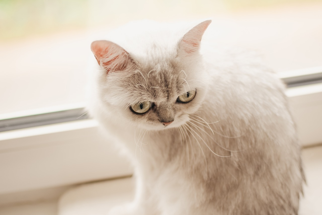 katzen, british short hair, cat, nature, mieze, british, sweet, cute, animal, portrait, bkh, furry, head, big eyes, silver shaded, kitty, pet