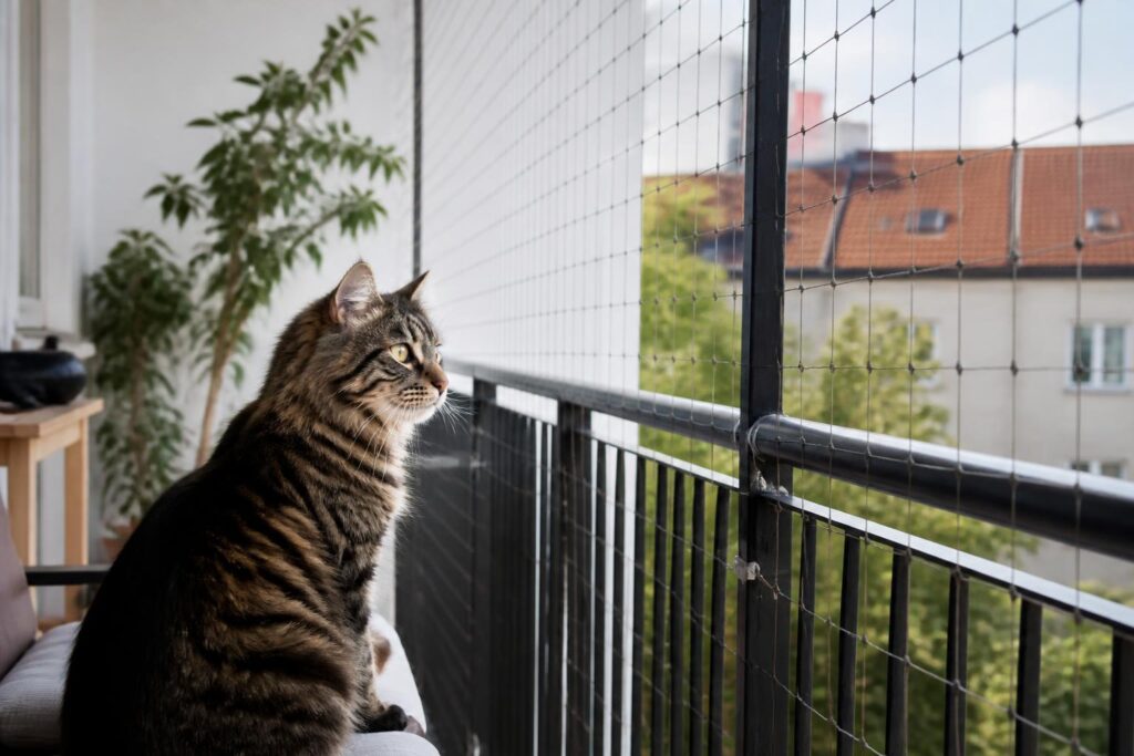 Balkon katzensicher machen: 7 Planungsfehler, die vor der Montage passieren